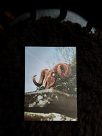 Hand-selected Prints